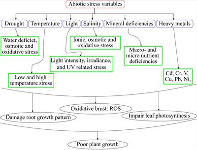 From plant survival to thriving: exploring the miracle of brassinosteroids for boosting abiotic stress resilience in horticultural crops